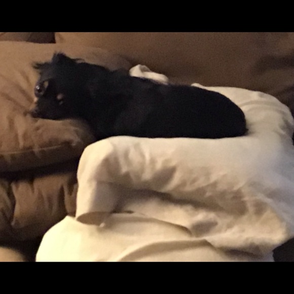 I Got A New Dog .. this is Petey - Picture 4 of 8